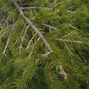 Хвойные опилки оптом в Новороссийске купить - оперативная доставка по всей России
