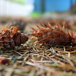 Хвойные опилки оптом в Новороссийске от завода-производителя Лигнум Ресурс