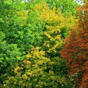 Лиственные опилки оптом в Новороссийске купить - оперативная доставка по всей России