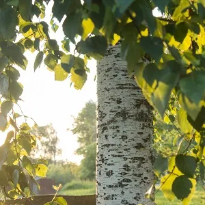 Опилки березовые оптом в Новороссийске купить - оперативная доставка по всей России