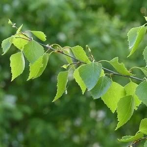 Опилки березовые оптом в Новороссийске от завода-производителя Лигнум Ресурс