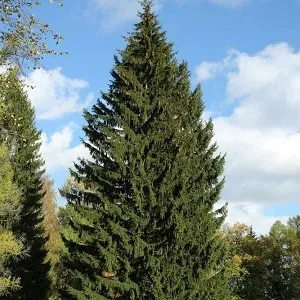 Еловые опилки оптом в Новороссийске купить - оперативная доставка по всей России