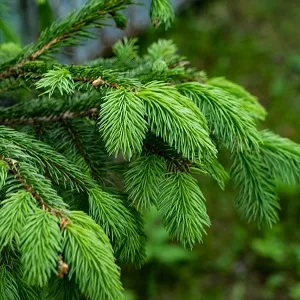 Еловые опилки оптом в Новороссийске от завода-производителя Лигнум Ресурс