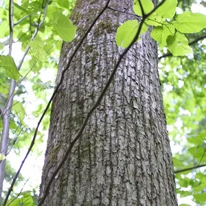 Опилки липовые оптом в Новороссийске купить - оперативная доставка по всей России