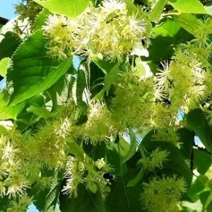 Опилки липовые оптом в Новороссийске от завода-производителя Лигнум Ресурс