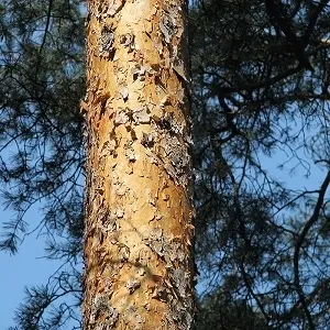 Сосновые опилки оптом в Новороссийске купить - оперативная доставка по всей России