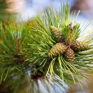 Сосновые опилки оптом в Новороссийске от завода-производителя Лигнум Ресурс