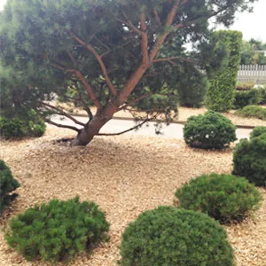 Хвойная щепа оптом в Новороссийске купить - оперативная доставка по всей России